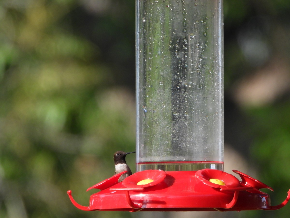 Black-chinned Hummingbird - ML621243988