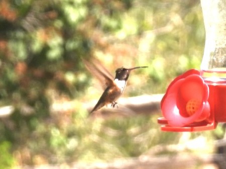 Rufous Hummingbird - ML621243995