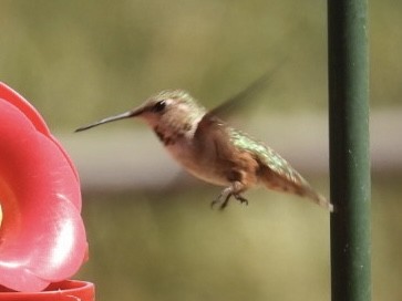 Rufous Hummingbird - ML621243996