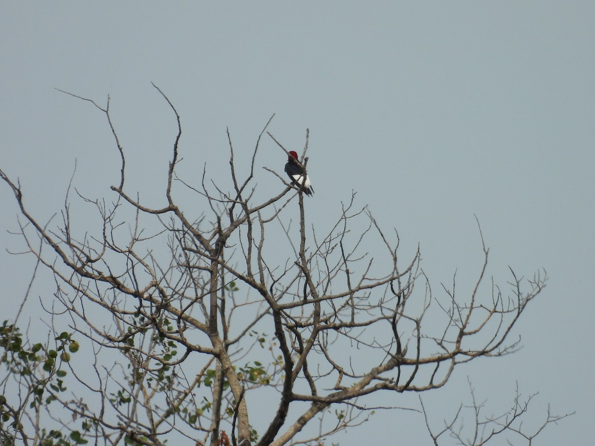 Red-headed Woodpecker - ML621244020