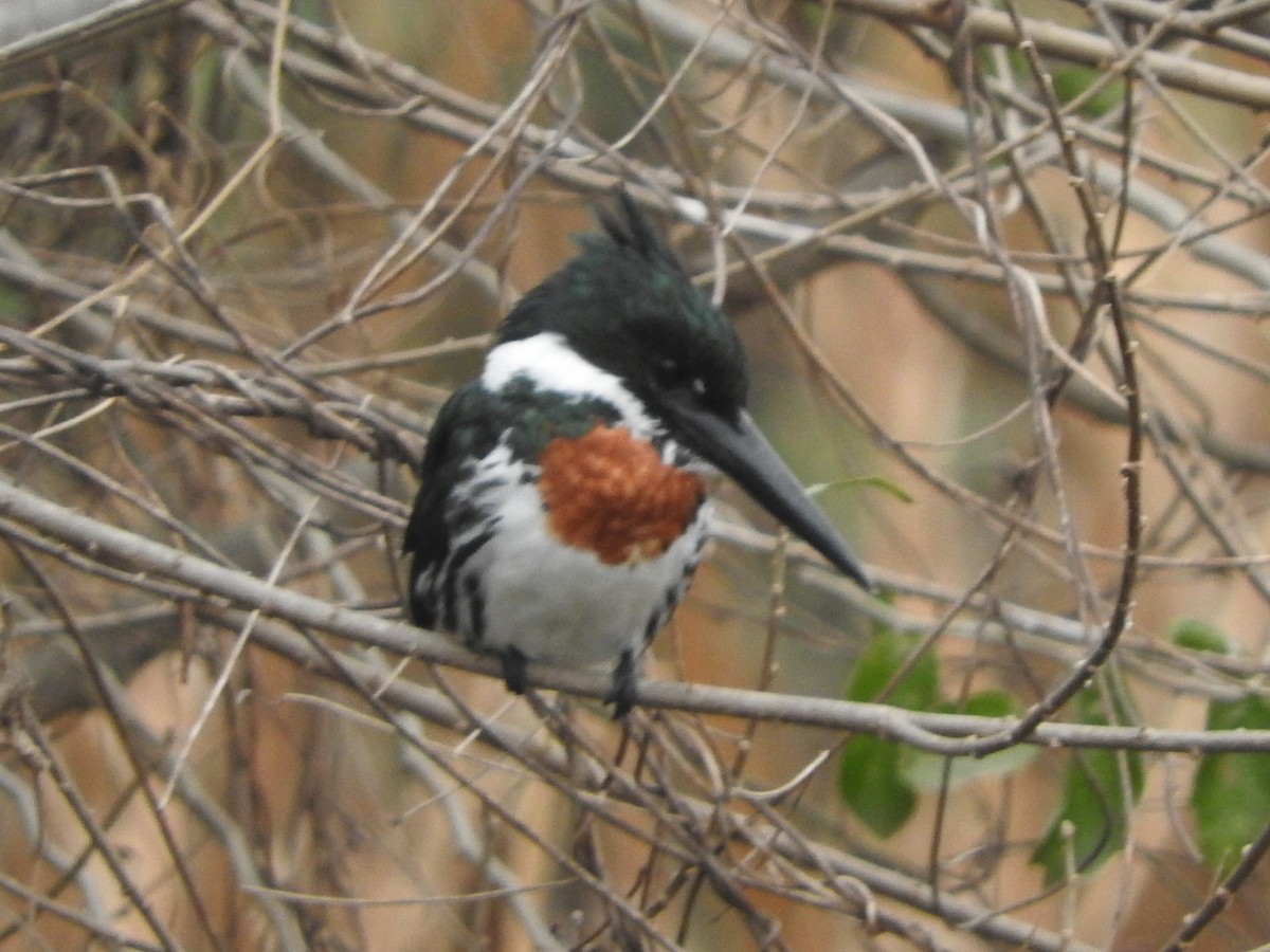 Amazon Kingfisher - ML621244027