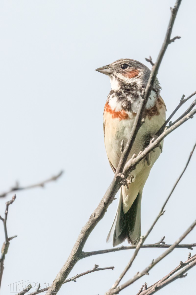 Chestnut-eared Bunting - ML621244056