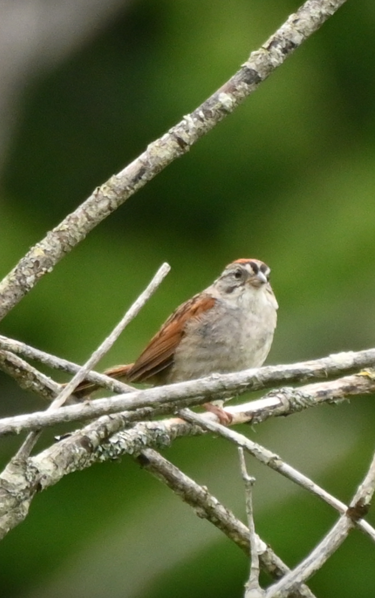 Swamp Sparrow - ML621244099