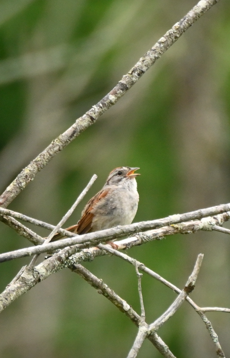 Swamp Sparrow - ML621244101