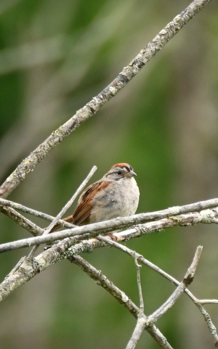 Swamp Sparrow - ML621244102