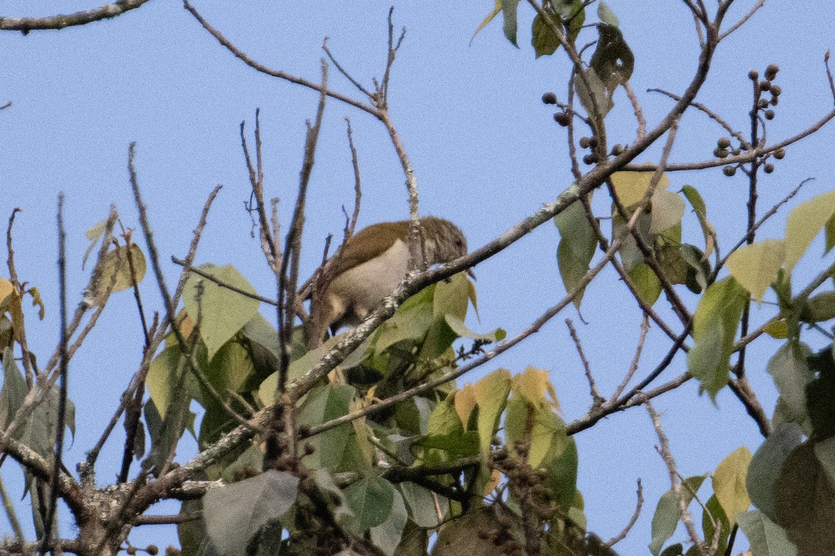 Slender-billed Greenbul - ML621244123