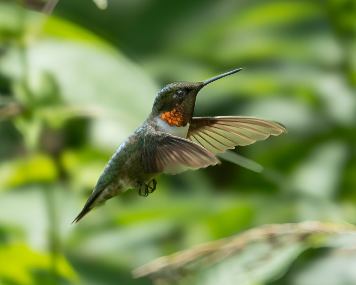 Ruby-throated Hummingbird - ML621244124