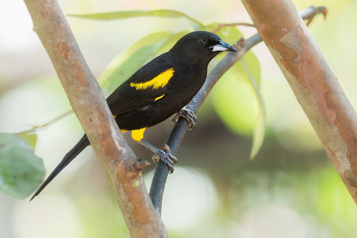 Cuban Oriole - ML621244130