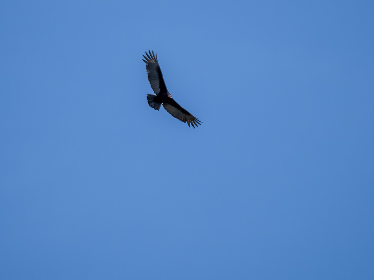 Turkey Vulture - ML621244192