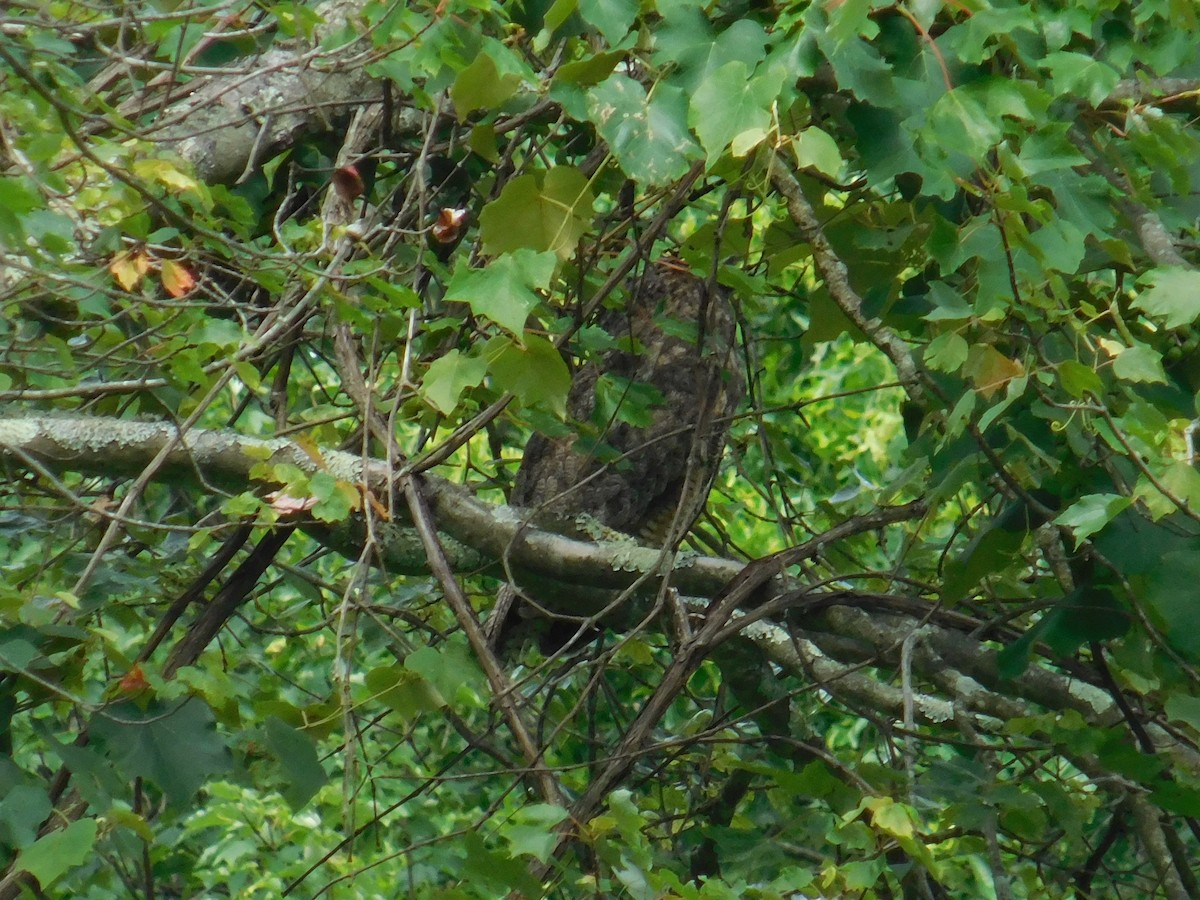 Great Horned Owl - ML621244194