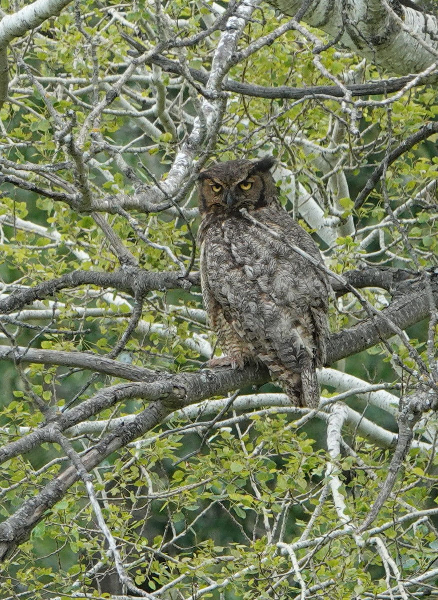 Great Horned Owl - ML621244210