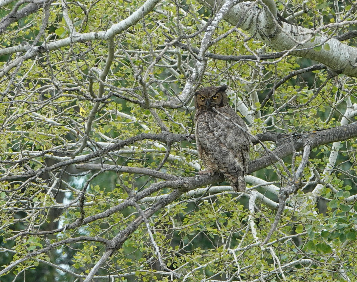 Great Horned Owl - ML621244211