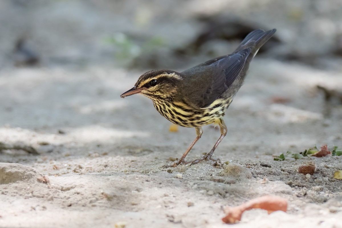 Northern Waterthrush - ML621244243