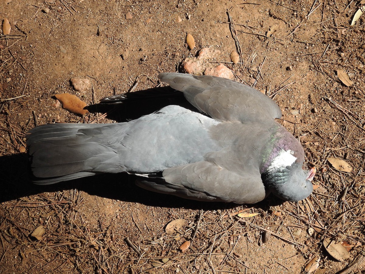 Common Wood-Pigeon - ML621244292