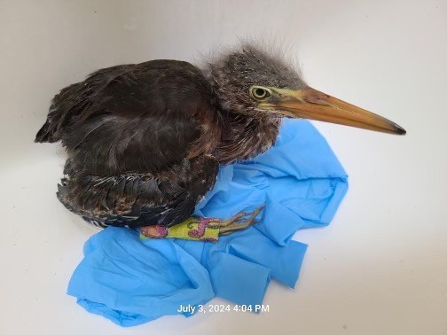 Green Heron - ML621244295