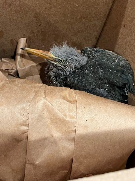 Green Heron - ML621244296