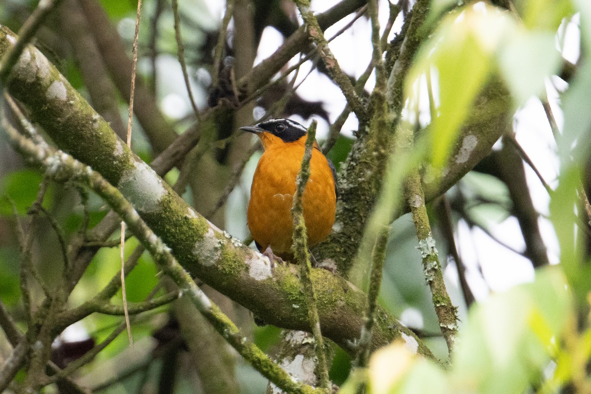 Rüppell's Robin-Chat - John C. Mittermeier