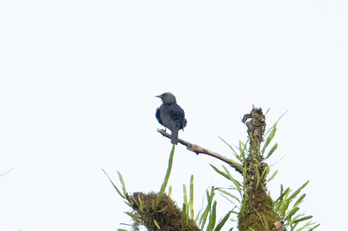 Waller's Starling - ML621244340