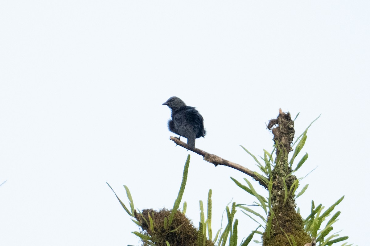 Waller's Starling - ML621244341