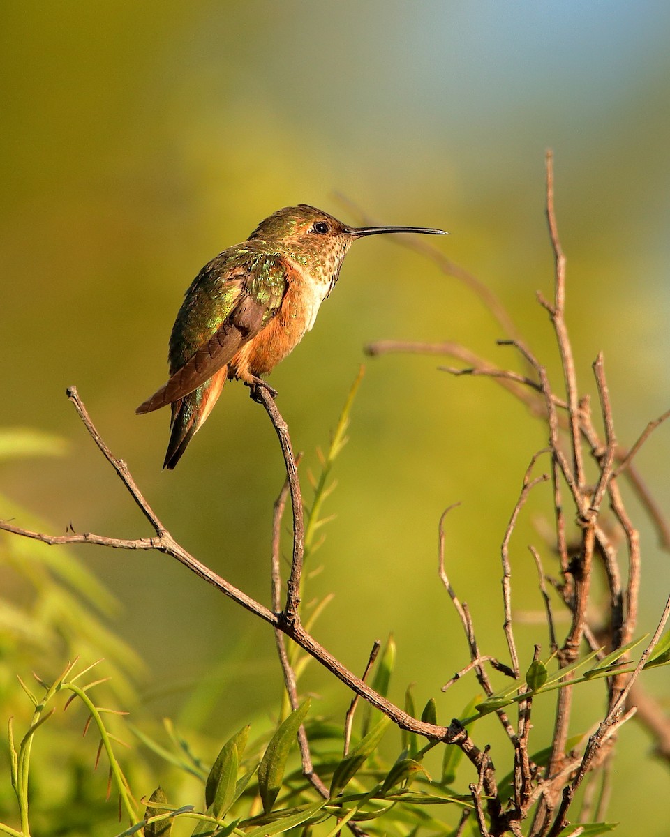 Allen's Hummingbird - ML621244342