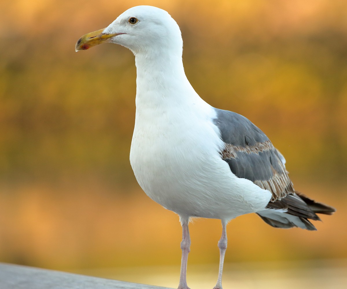 Western Gull - ML621244363