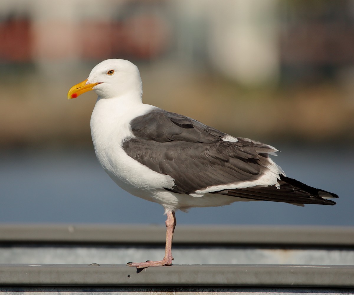 Western Gull - ML621244385