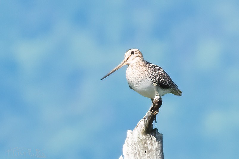 Latham's Snipe - ML621244429