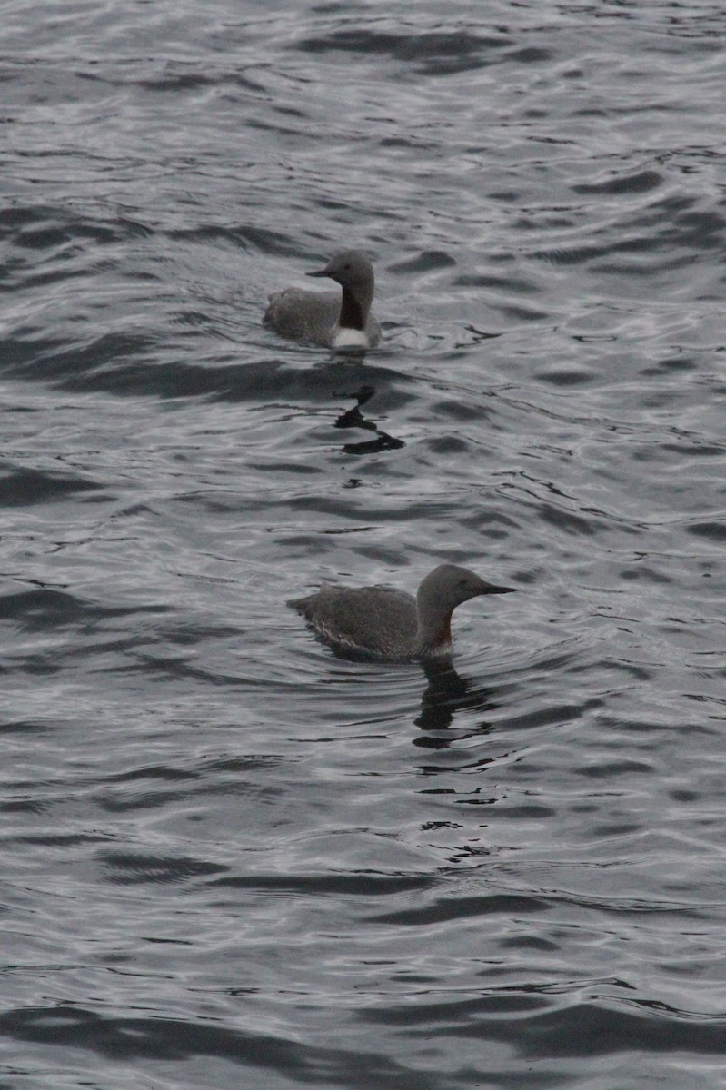 Red-throated Loon - ML621244445