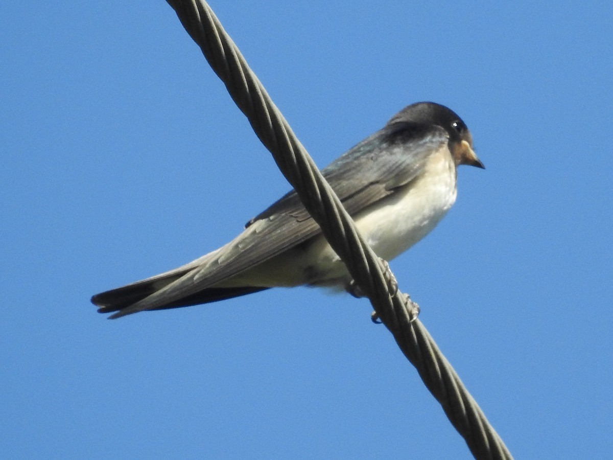 Barn Swallow - ML621244455