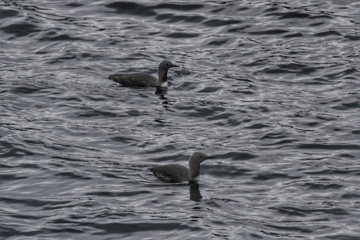 Red-throated Loon - ML621244457