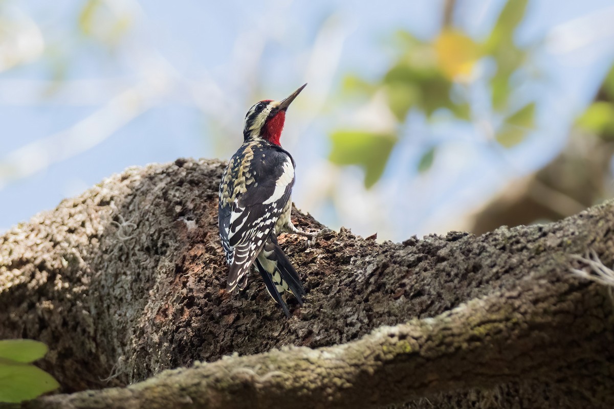 Yellow-bellied Sapsucker - ML621244471