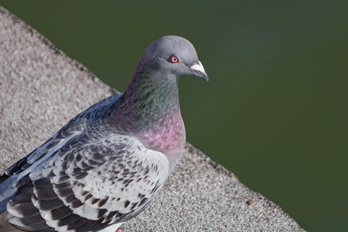 Rock Pigeon (Feral Pigeon) - ML621244478