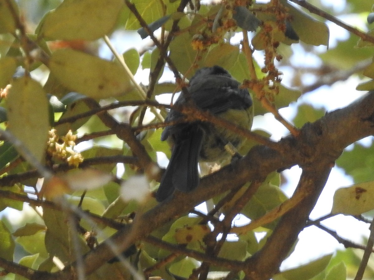 Eurasian Blue Tit - ML621244497