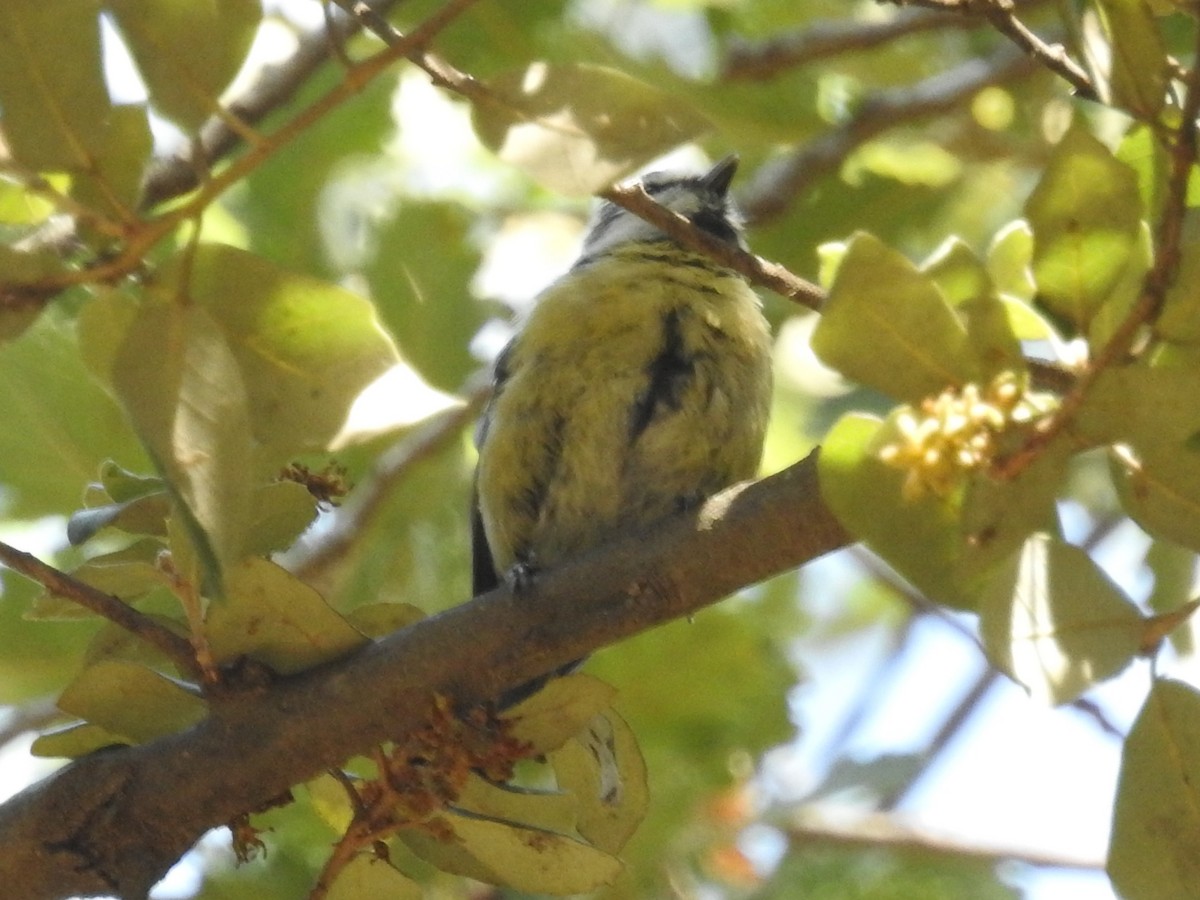 Eurasian Blue Tit - ML621244498