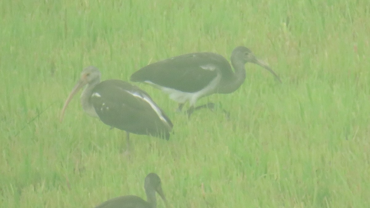 White Ibis - ML621244531