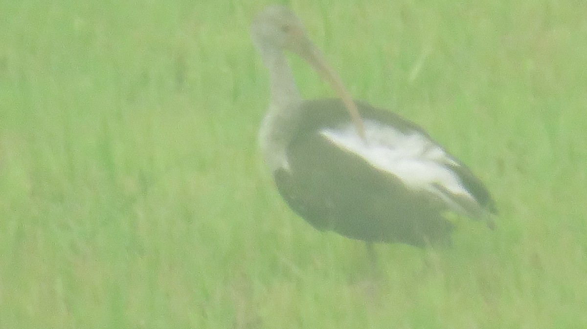 White Ibis - ML621244553