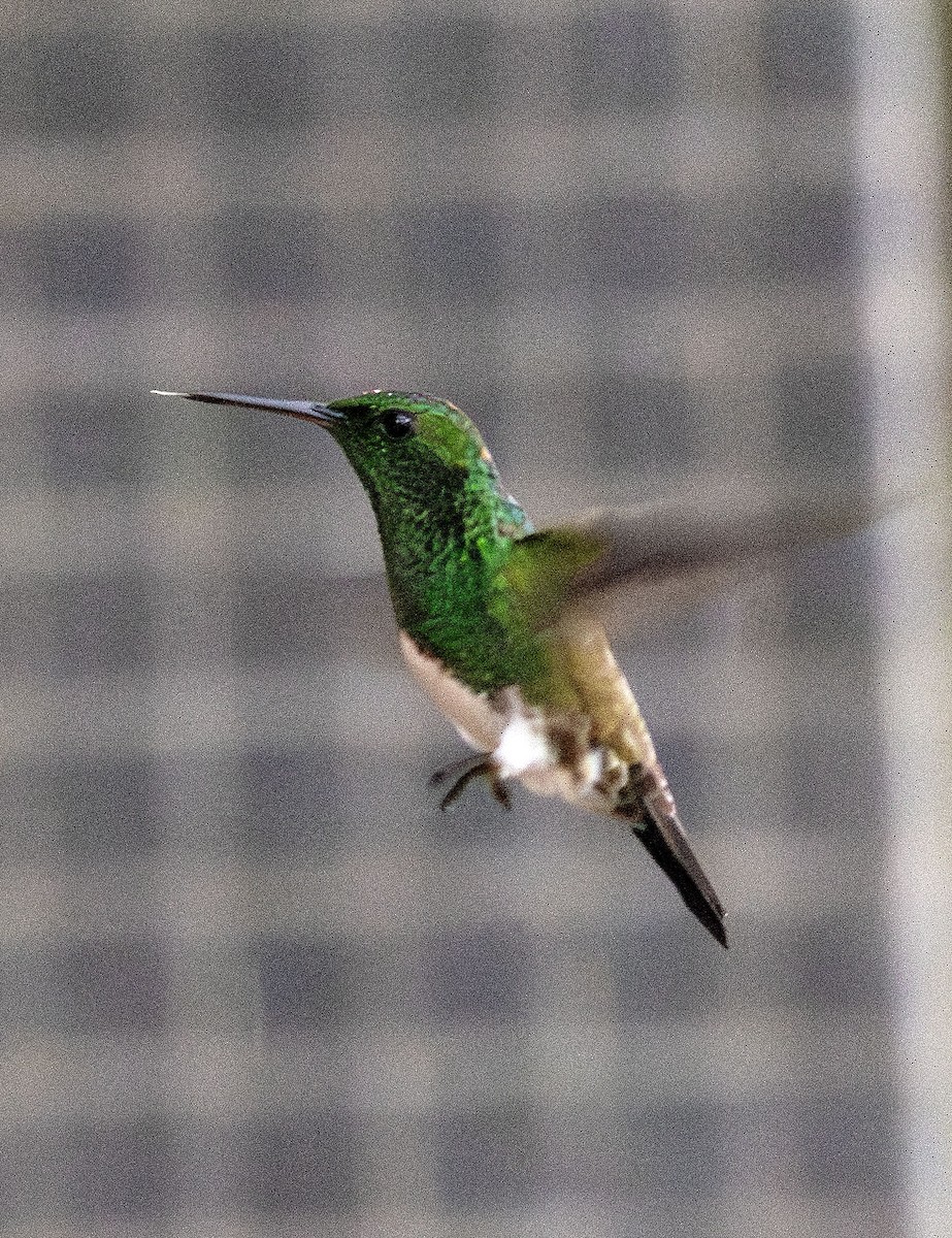 kolibřík sněhobřichý - ML621244556
