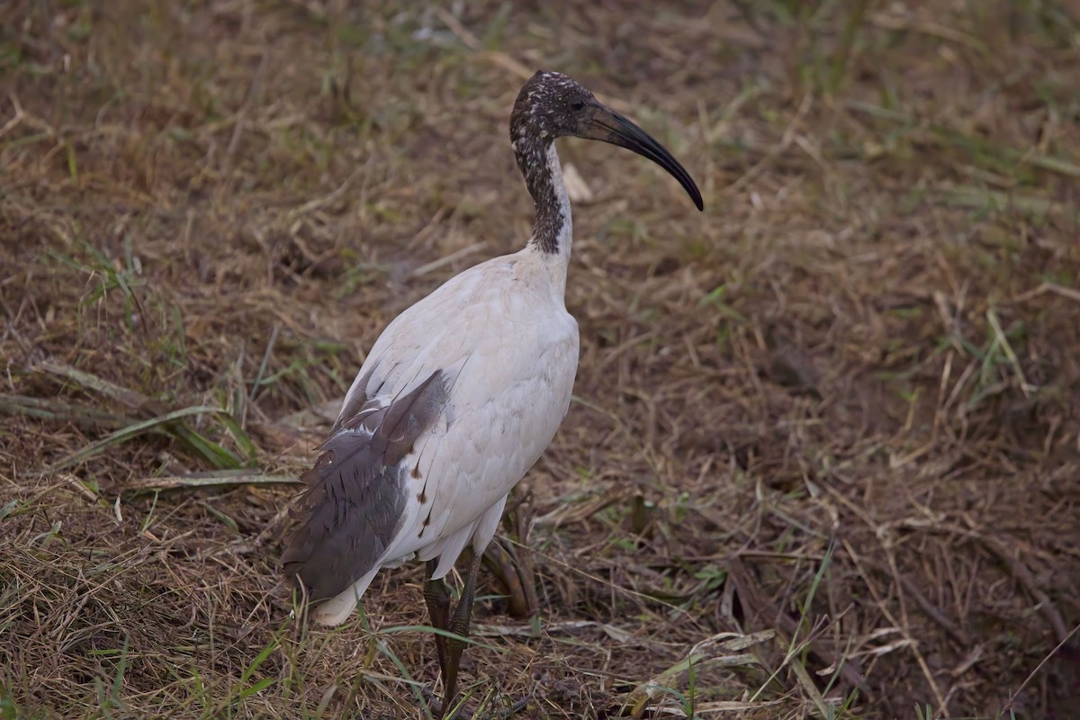 African Sacred Ibis - ML621244559