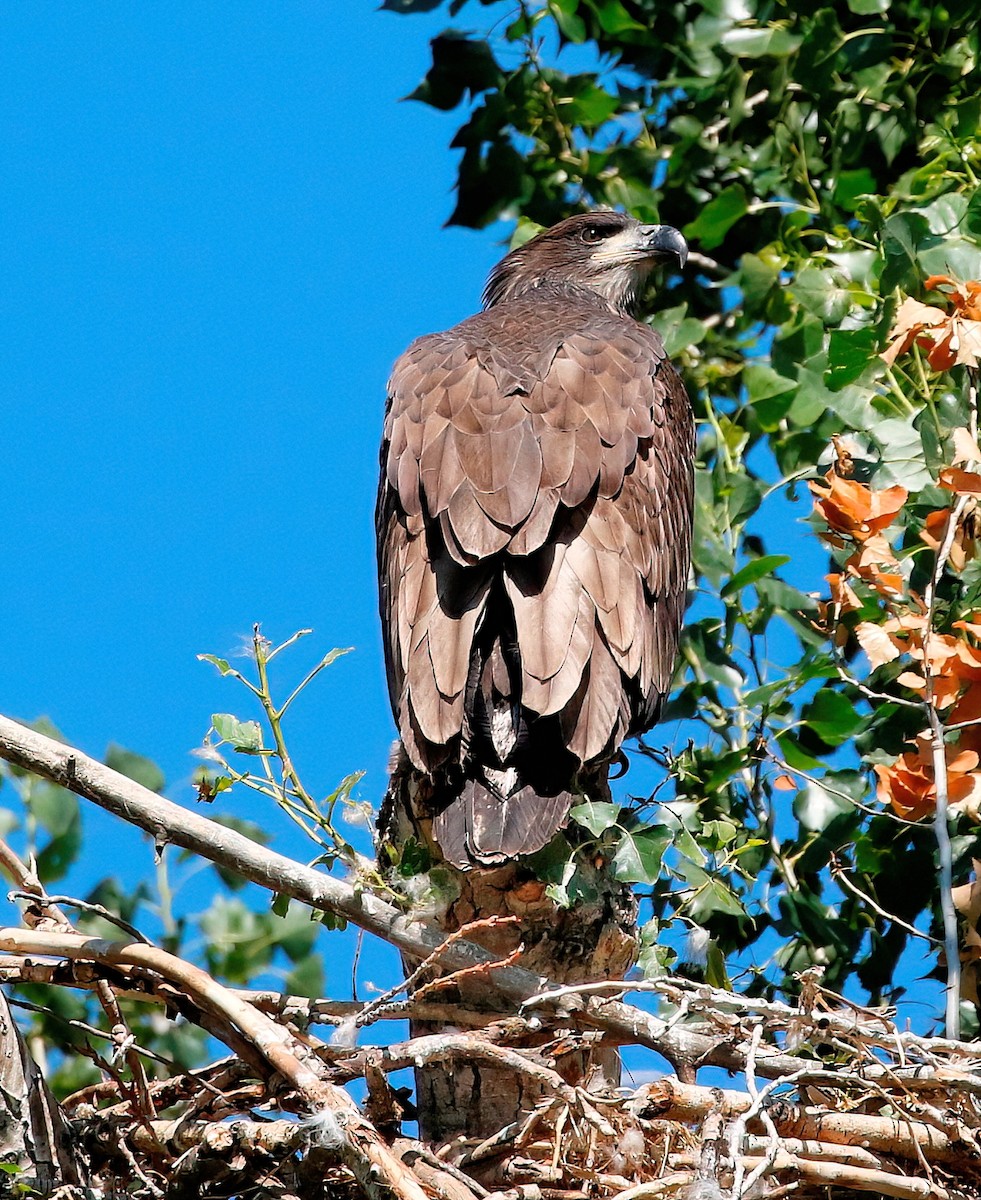 Bald Eagle - ML621244560