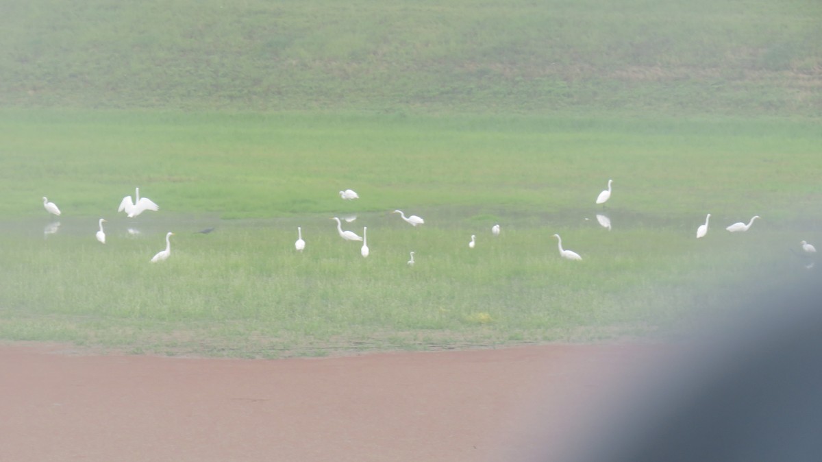 Little Blue Heron - ML621244565