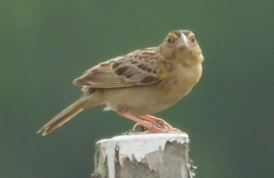 Grasshopper Sparrow - ML621244571
