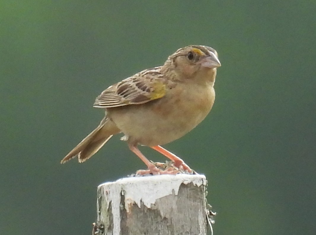 Grasshopper Sparrow - ML621244572