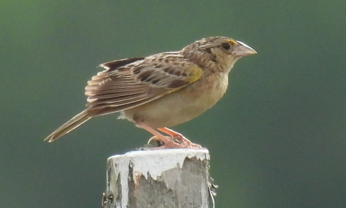 Grasshopper Sparrow - ML621244573