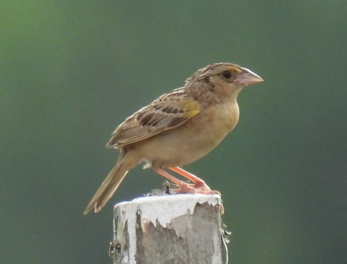 Grasshopper Sparrow - ML621244574
