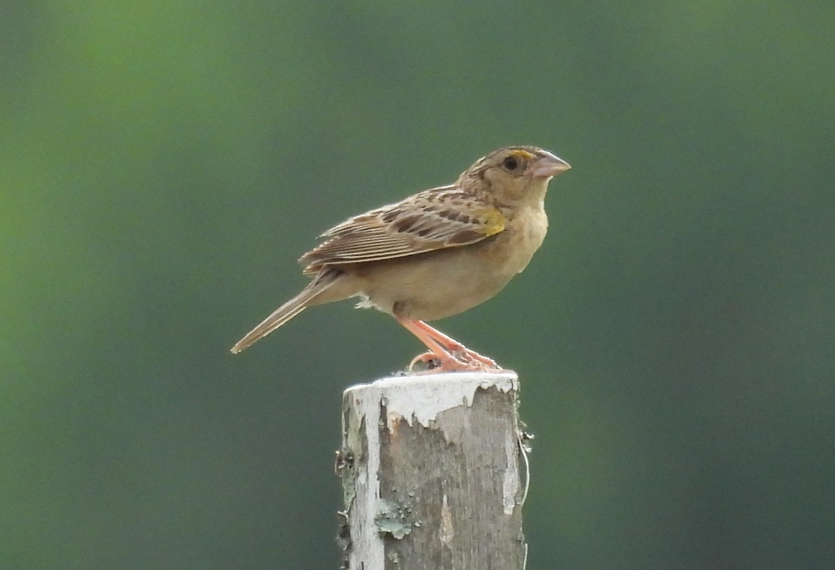 Grasshopper Sparrow - ML621244575