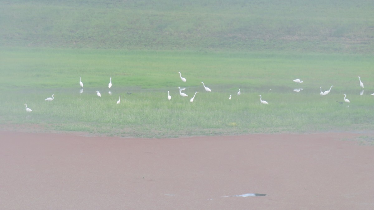 Little Blue Heron - ML621244580