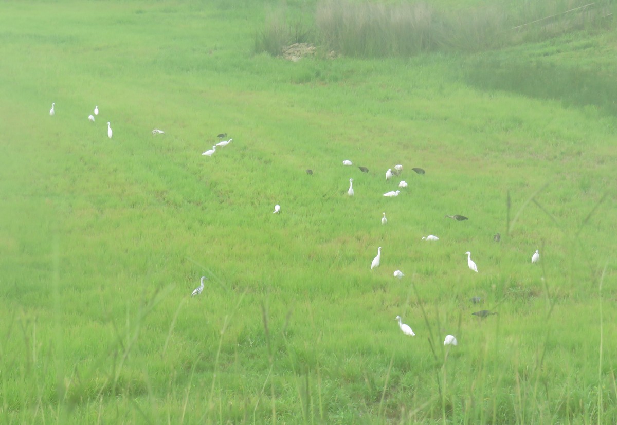 Little Blue Heron - ML621244587