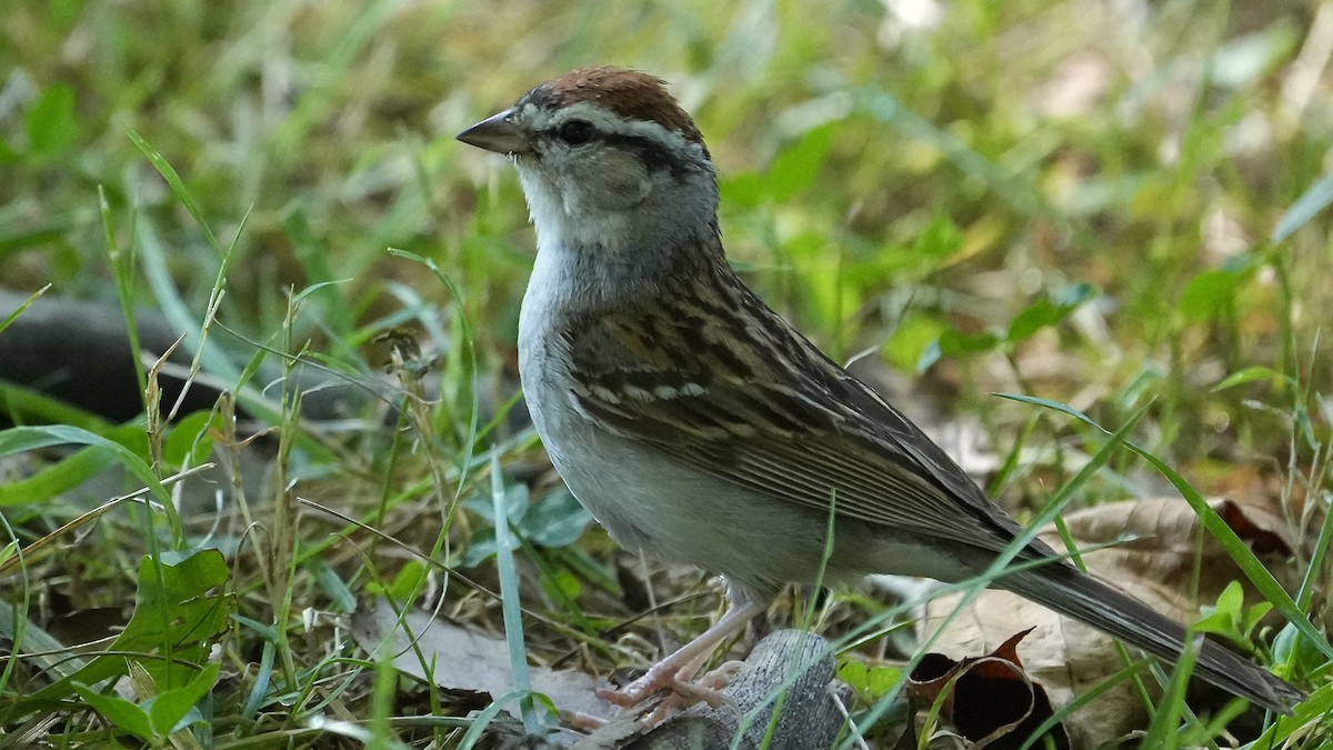 Chipping Sparrow - ML621244589