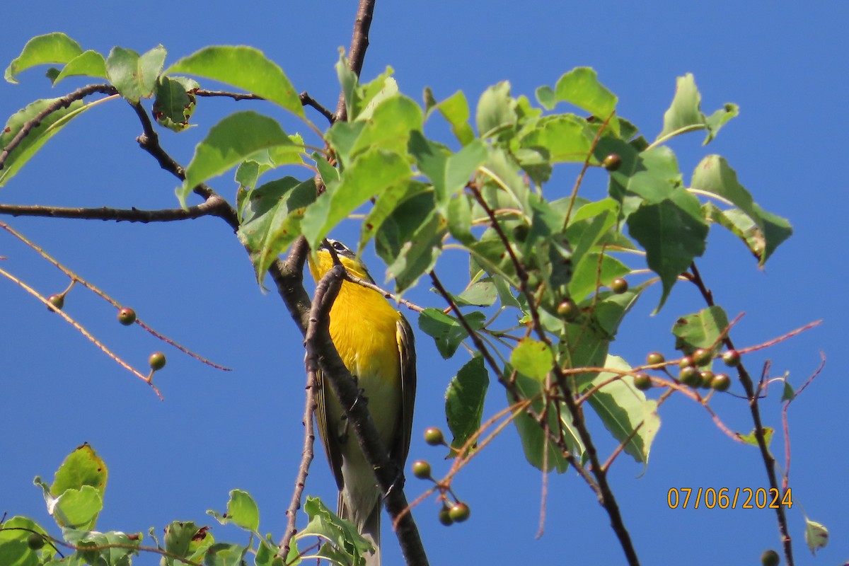 Yellow-breasted Chat - ML621244592