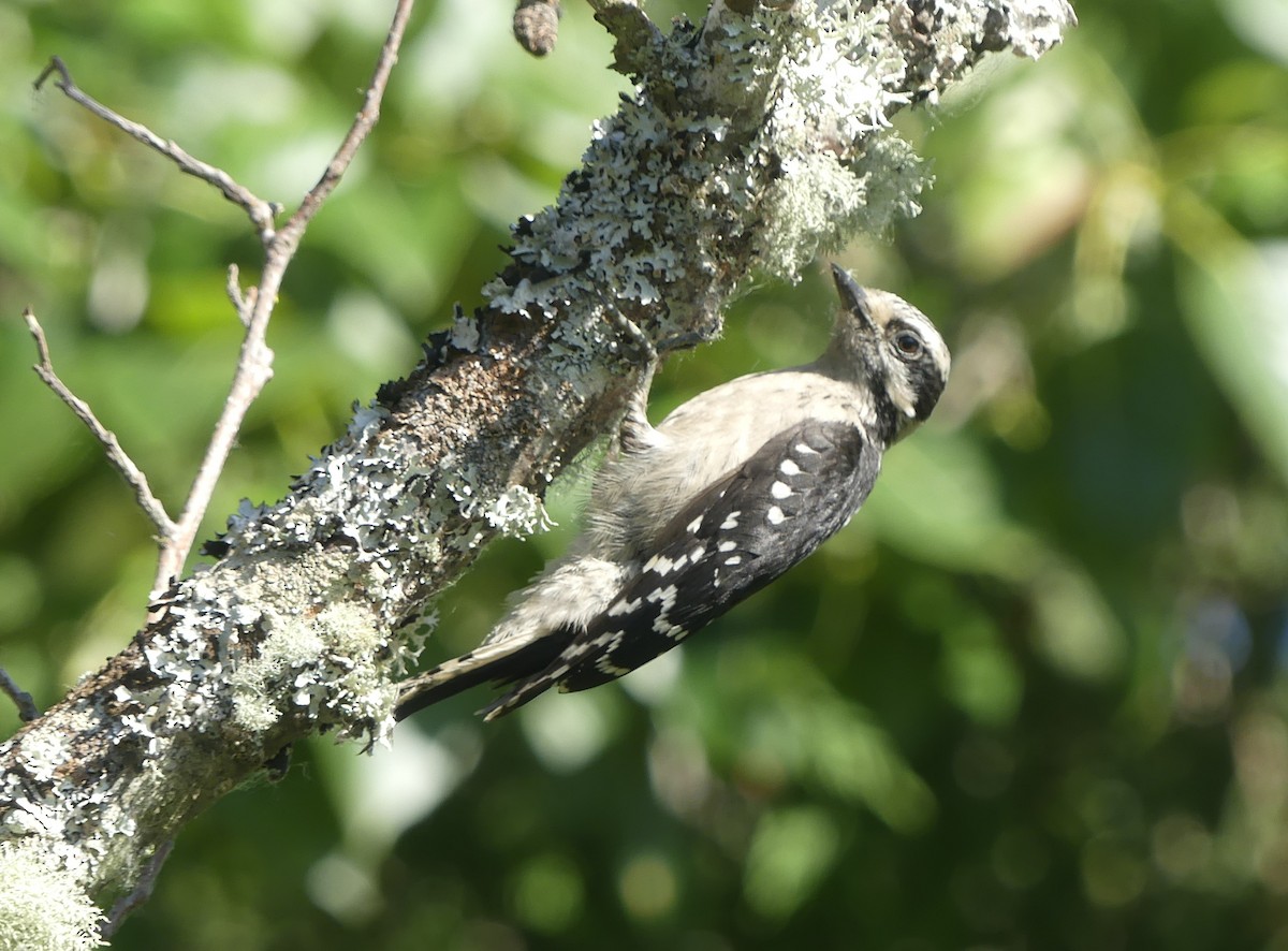 Downy Woodpecker - ML621244638